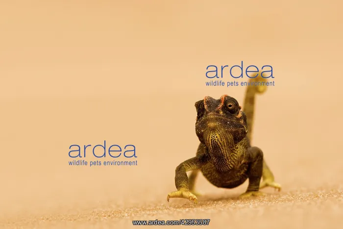 : Namaqua Chameleon - striding over dune sand : Namaqua Chameleon - striding over dune sand