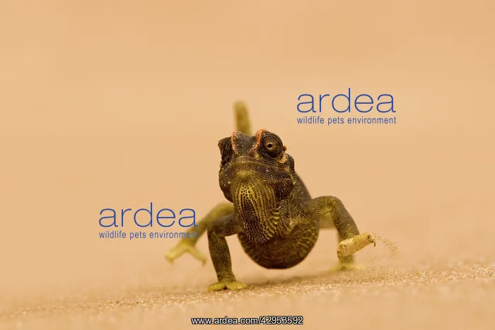 : Namaqua Chameleon - striding over dune sand : Namaqua Chameleon - striding over dune sand