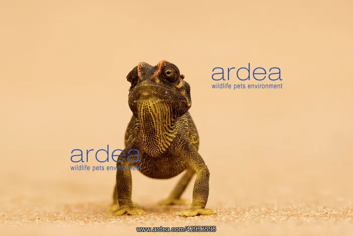 : Namaqua Chameleon - striding over dune sand : Namaqua Chameleon - striding over dune sand