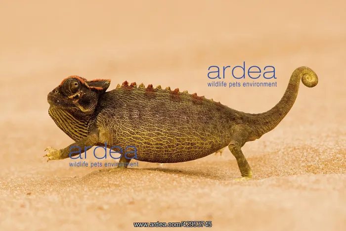 : Namaqua Chameleon - striding over dune sand : Namaqua Chameleon - striding over dune sand