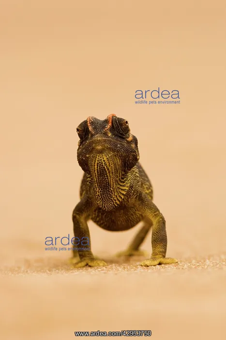 : Namaqua Chameleon - striding over dune sand : Namaqua Chameleon - striding over dune sand