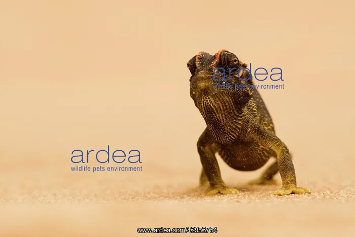 : Namaqua Chameleon - striding over dune sand : Namaqua Chameleon - striding over dune sand