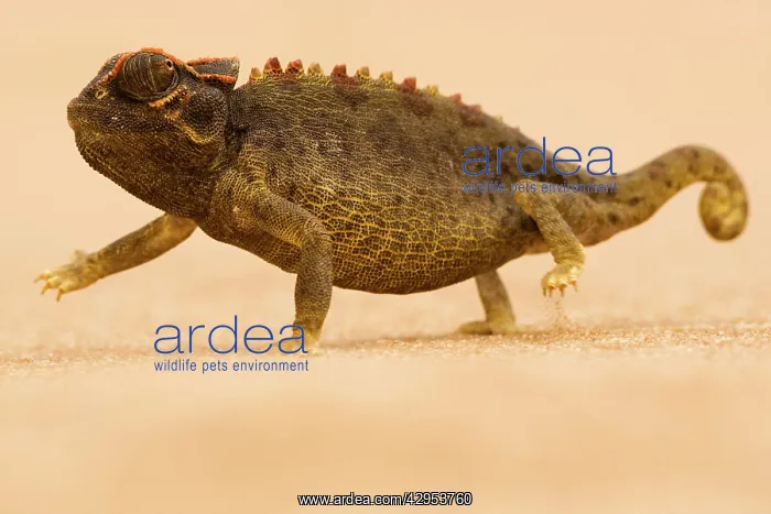 : Namaqua Chameleon - striding over dune sand : Namaqua Chameleon - striding over dune sand