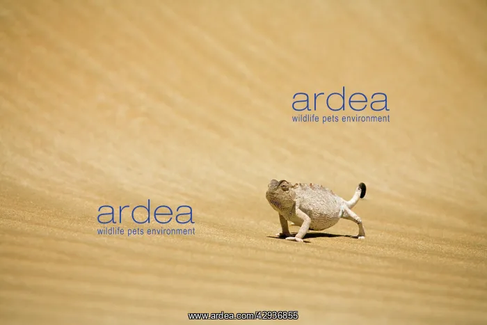 : Namaqua Chameleon - Striding over rippled dune sand : Namaqua Chameleon - Striding over rippled dune sand
