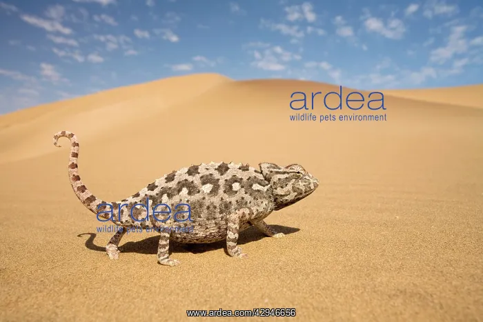 : Namaqua Chameleon - Striding over yellow dunes : Namaqua Chameleon - Striding over yellow dunes