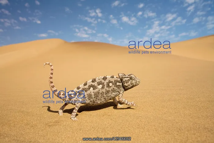 : Namaqua Chameleon - Striding over yellow dunes : Namaqua Chameleon - Striding over yellow dunes