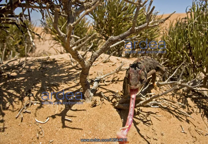 : Namaqua Chameleon - With tongue fully extended : Namaqua Chameleon - With tongue fully extended