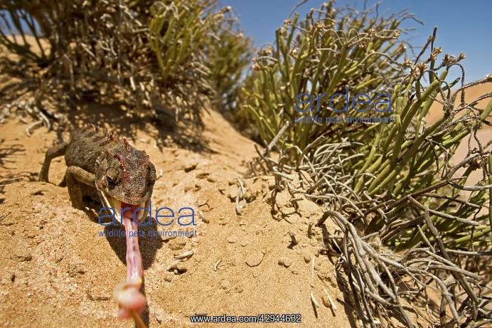 : Namaqua Chameleon - With tongue fully extended : Namaqua Chameleon - With tongue fully extended