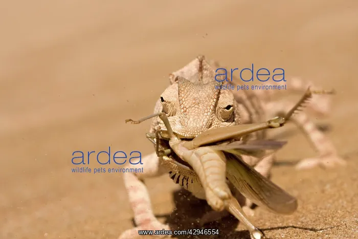 : Namaqua Chameleon - Trying to eat a large Desert : Namaqua Chameleon - Trying to eat a large Desert