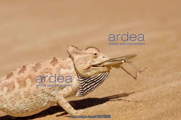 : Namaqua Chameleon - Trying to eat a large Desert Locust : Namaqua Chameleon - Trying to eat a large Desert Locust