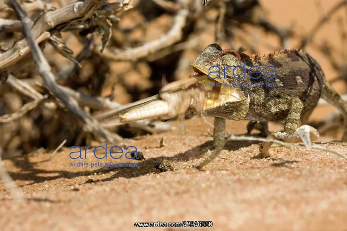 : Namaqua Chameleon - Trying to eat a struggling locust : Namaqua Chameleon - Trying to eat a struggling locust
