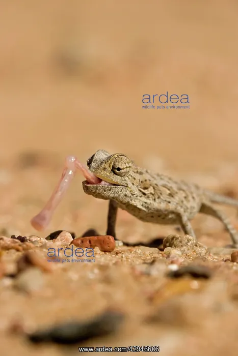 : Namaqua Chameleon - Using its tongue to catch prey