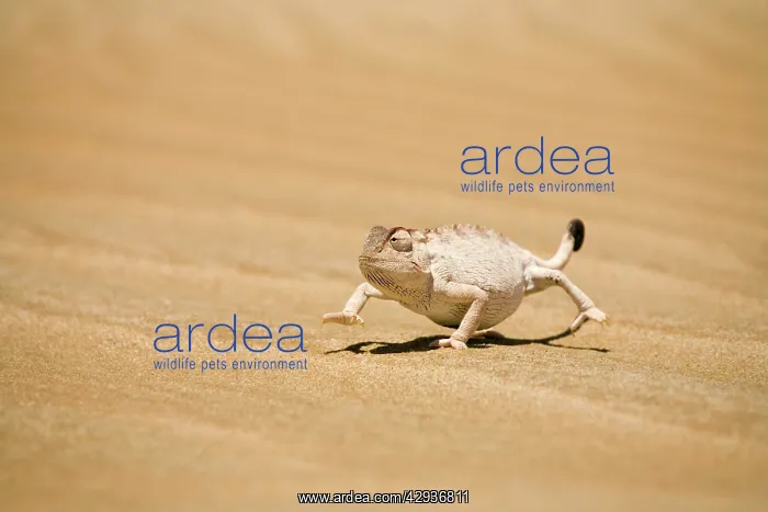 : Namaqua Chameleon in its white phase striding over dune sand : Namaqua Chameleon in its white phase striding over dune sand