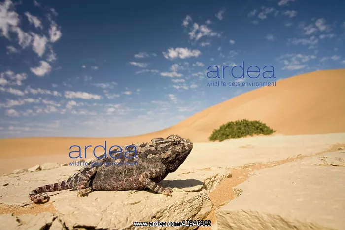 : Namaqua Chameleon - Wide angle shot on a clay bank : Namaqua Chameleon - Wide angle shot on a clay bank