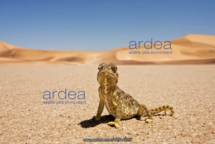 : Namaqua Chameleon - Wide Angle shot sitting on : Namaqua Chameleon - Wide Angle shot sitting on
