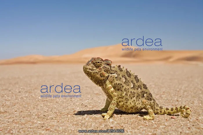: Namaqua Chameleon - Wide Angle shot sitting on : Namaqua Chameleon - Wide Angle shot sitting on