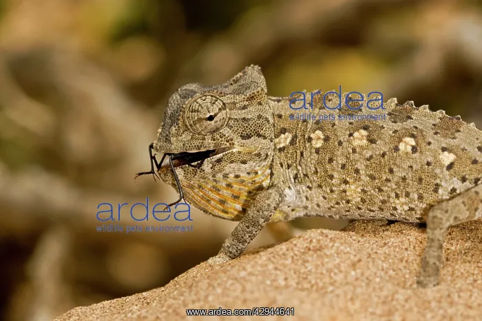 : Namaqua Chameleon - Young chameleon with dune beetle : Namaqua Chameleon - Young chameleon with dune beetle