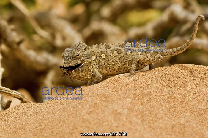 : Namaqua Chameleon - Young chameleon with dune beetle : Namaqua Chameleon - Young chameleon with dune beetle
