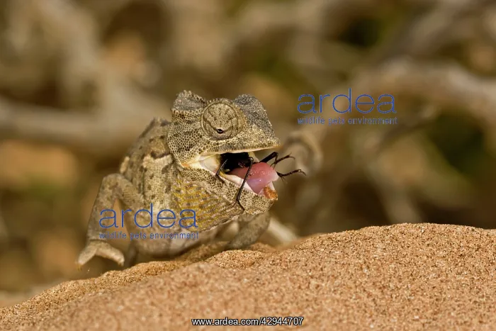 : Namaqua Chameleon - young chameleon with dune beetle : Namaqua Chameleon - young chameleon with dune beetle