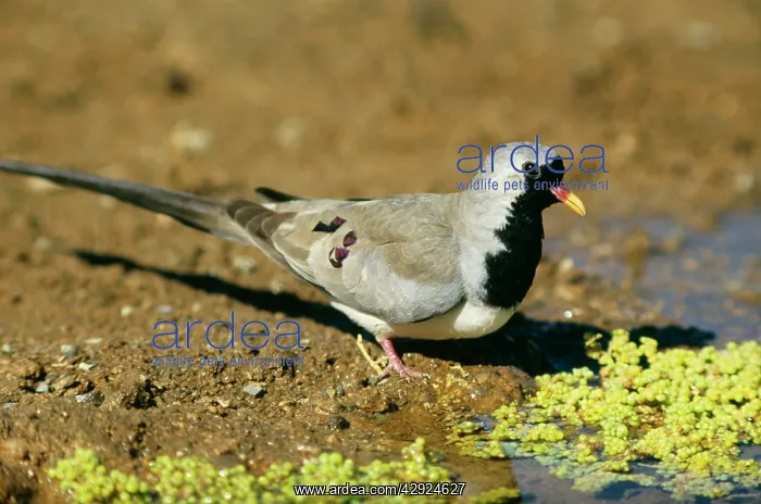  : NAMAQUA DOVE