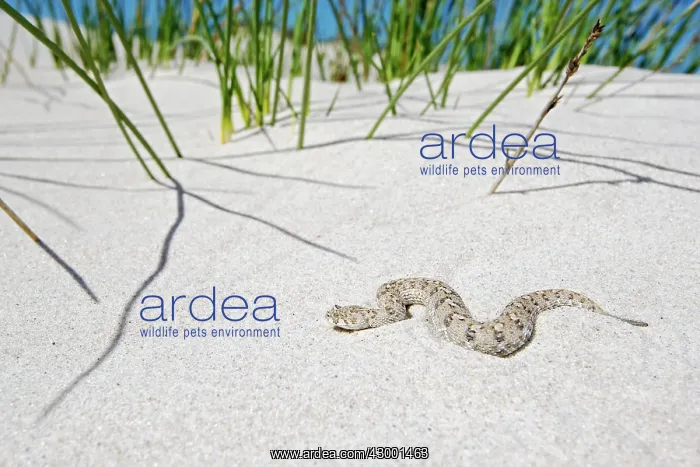 : Namaqua Dwarf Adder : Namaqua Dwarf Adder