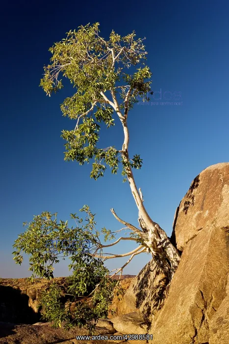 : Namaqua Fig - old tree on cliff. Augrabies National : Namaqua Fig - old tree on cliff. Augrabies National