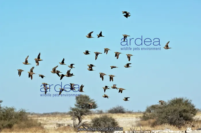 : Namaqua Sand Grouse - group in flight : Namaqua Sand Grouse - group in flight