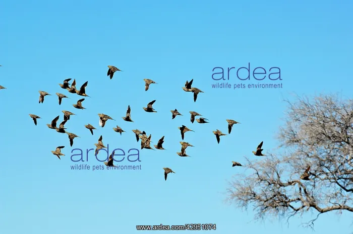 : Namaqua Sand Grouse - group in flight : Namaqua Sand Grouse - group in flight