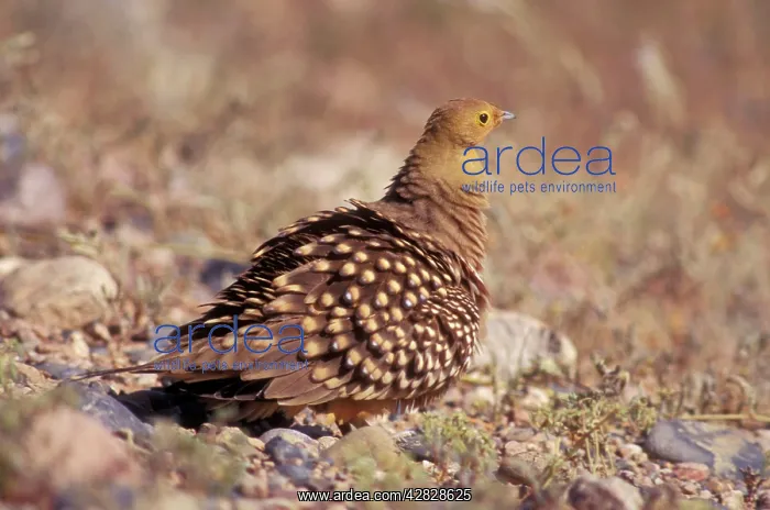 : Namaqua Sandgrouse : Namaqua Sandgrouse