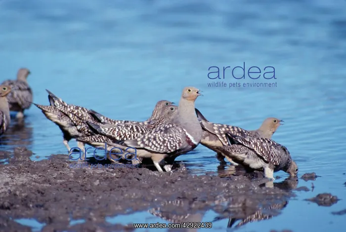 : Namaqua Sandgrouse : Namaqua Sandgrouse