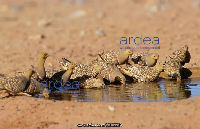 : Namaqua Sandgrouse : Namaqua Sandgrouse