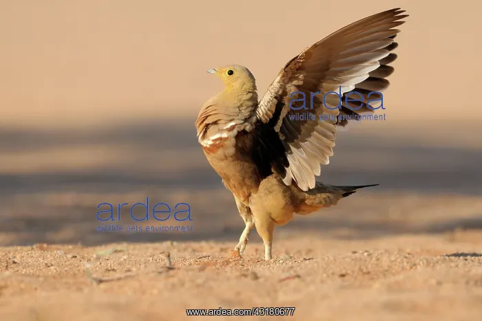 : Namaqua Sandgrouse : Namaqua Sandgrouse