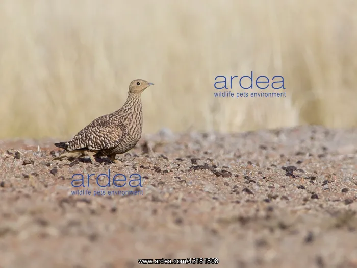 : Namaqua Sandgrouse : Namaqua Sandgrouse