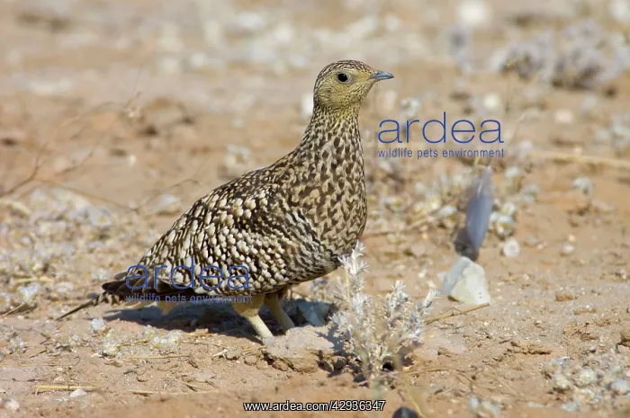: Namaqua Sandgrouse - Female : Namaqua Sandgrouse - Female