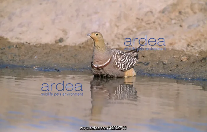 : Namaqua SANDGROUSE - male feather soaking : Namaqua SANDGROUSE - male feather soaking