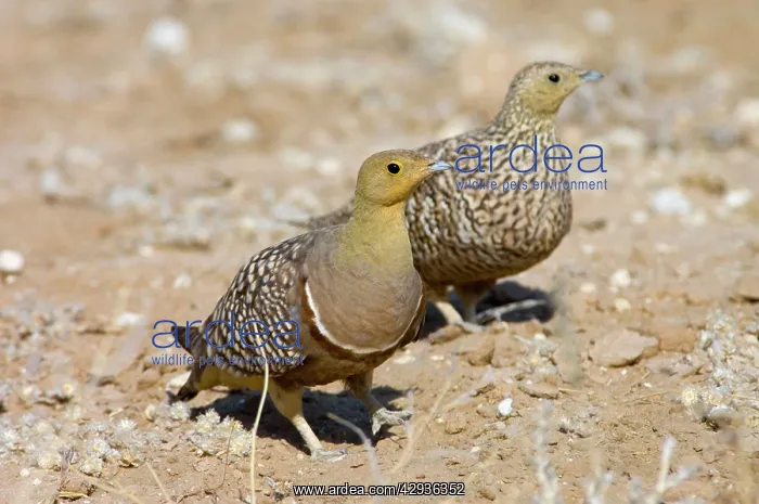 : Namaqua Sandgrouse - Male, with female behind : Namaqua Sandgrouse - Male, with female behind