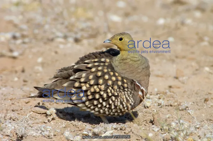: Namaqua Sandgrouse - Male preening : Namaqua Sandgrouse - Male preening