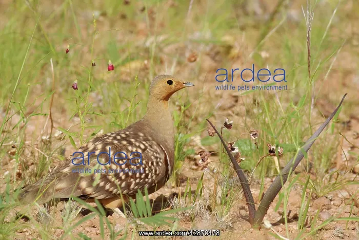 : Namaqua Sandgrouse - Male, during the rainy season : Namaqua Sandgrouse - Male, during the rainy season