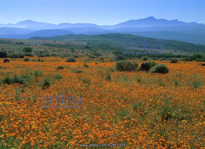 : Namaqualand Flowers - blooming carpet of Namaqualand : Namaqualand Flowers - blooming carpet of Namaqualand