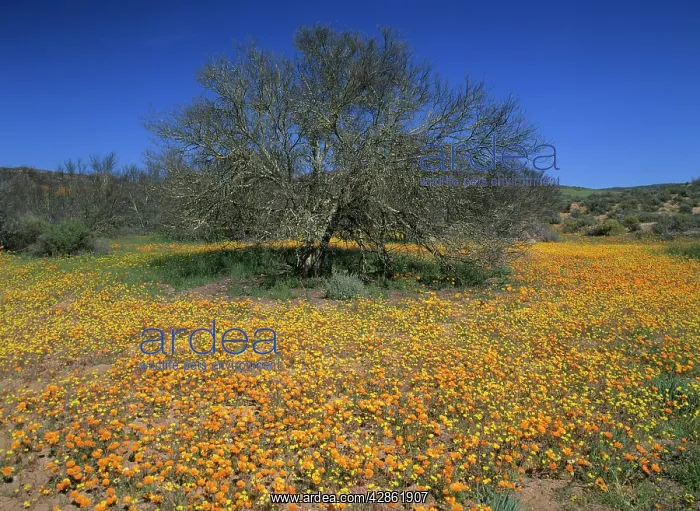 : Namaqualand flowers - desert in bloom - flowering : Namaqualand flowers - desert in bloom - flowering