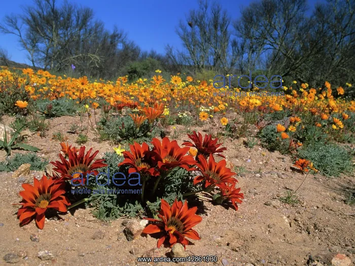 : Namaqualand Flowers - Terracotta Gazanias and Namaqualand : Namaqualand Flowers - Terracotta Gazanias and Namaqualand