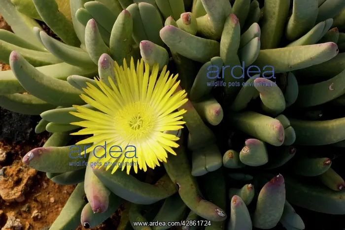 : A Namaqualand mesemb : A Namaqualand mesemb