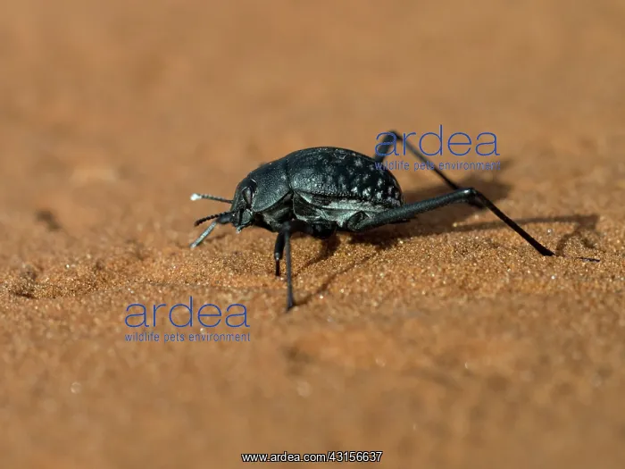 : Namib Desert Beetle : Namib Desert Beetle