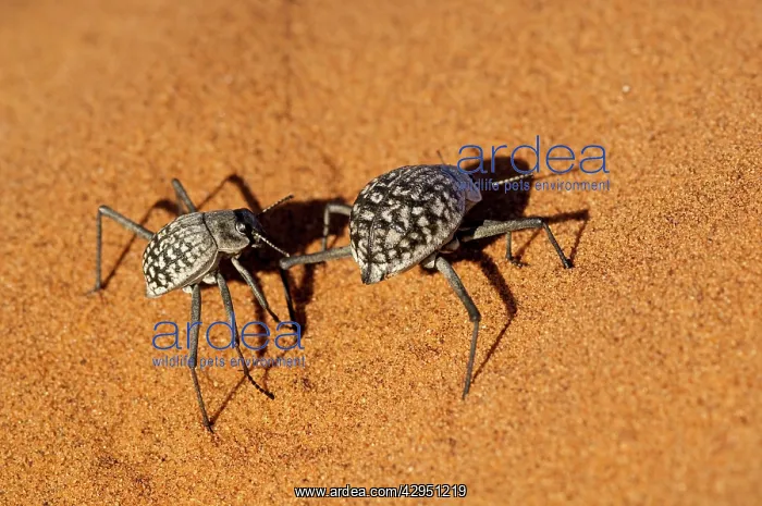 : Namib Desert Beetle - pair on sand dune : Namib Desert Beetle - pair on sand dune