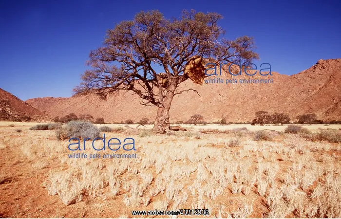 : NAMIB DESERT - Camelthorn Tree (Acacia erioloba) : NAMIB DESERT - Camelthorn Tree (Acacia erioloba)