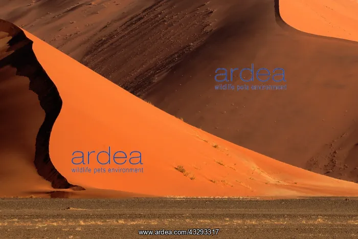 : The Namib Desert is considered the oldest desert in the worl : The Namib Desert is considered the oldest desert in the worl