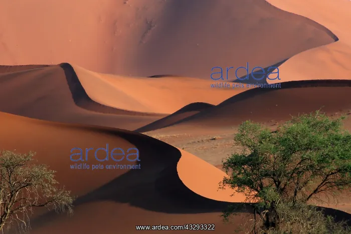 : The Namib Desert is considered the oldest desert in the worl : The Namib Desert is considered the oldest desert in the worl