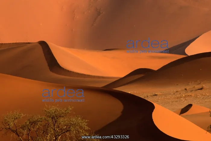 : The Namib Desert is considered the oldest desert in the worl : The Namib Desert is considered the oldest desert in the worl