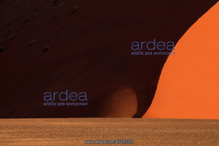 : The Namib Desert is considered the oldest desert in the worl : The Namib Desert is considered the oldest desert in the worl
