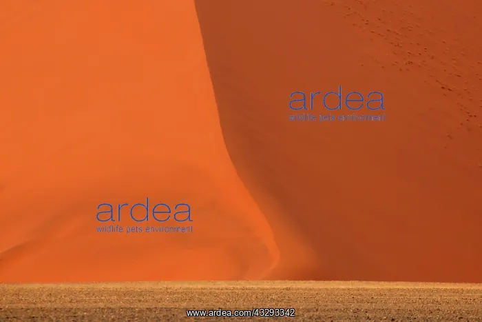 : The Namib Desert is considered the oldest desert in the worl : The Namib Desert is considered the oldest desert in the worl